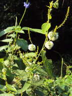 Image of Tragia involucrata L.