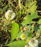 Image of Tragia involucrata L.