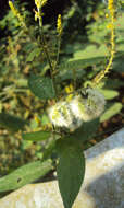 Image of Tragia involucrata L.