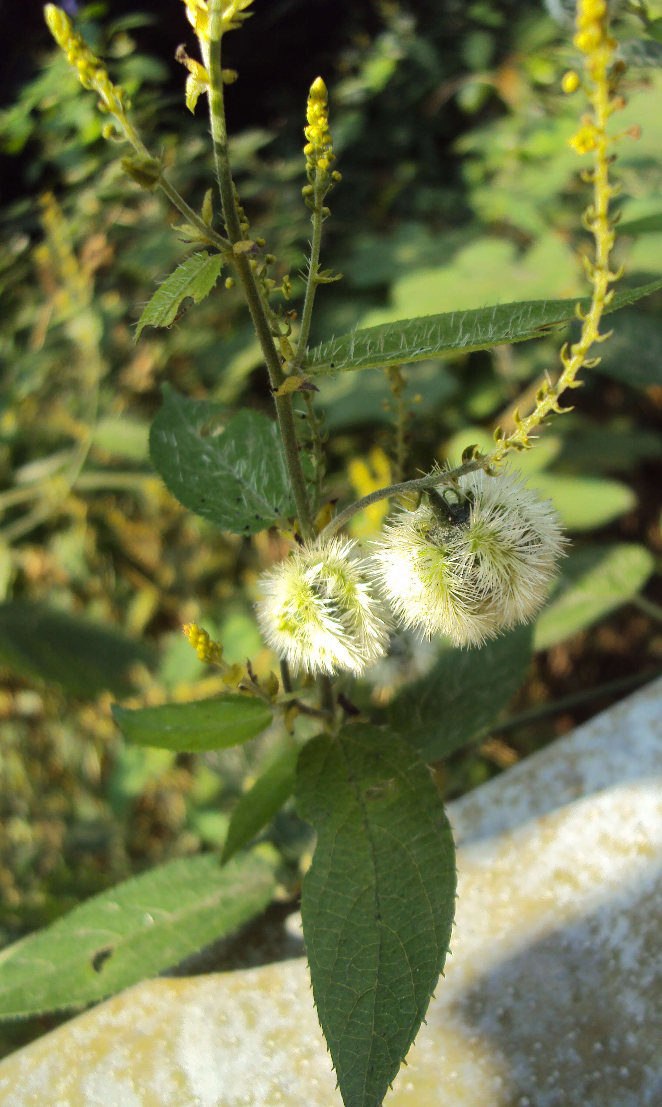 Image of Tragia involucrata L.