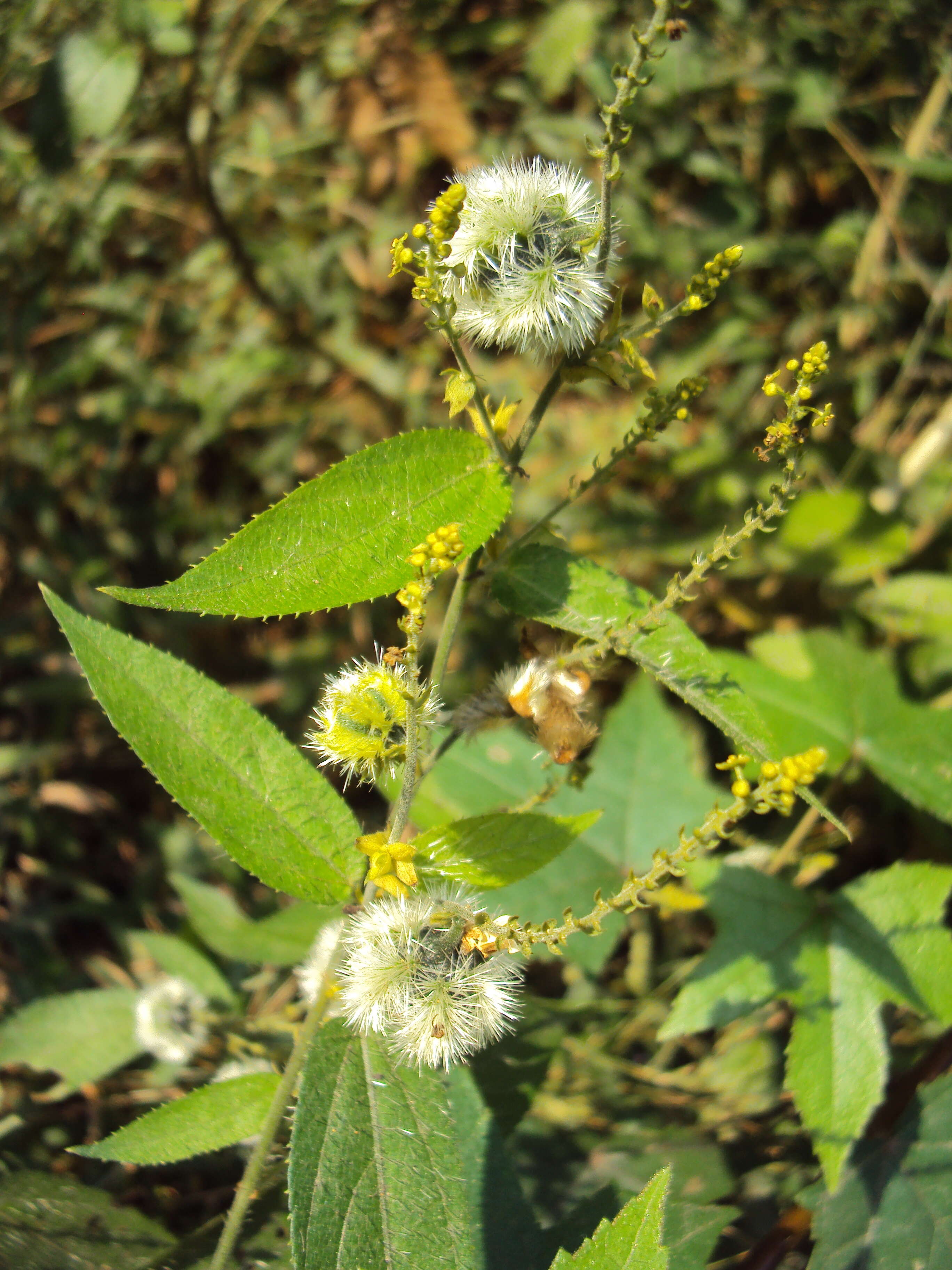 Image of Tragia involucrata L.