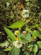 Image of Tragia involucrata L.