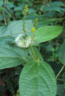 Image of Tragia involucrata L.