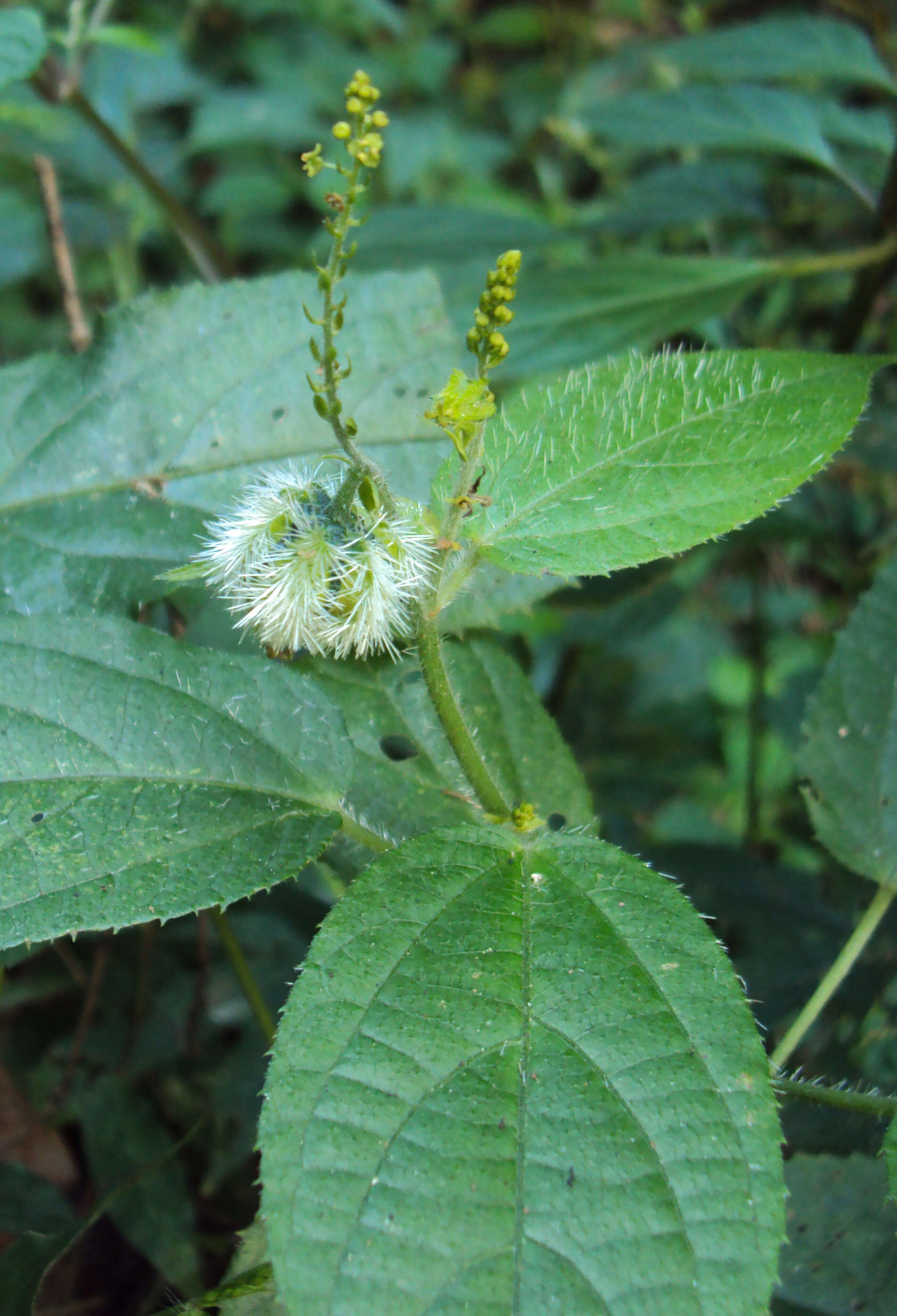 Image of Tragia involucrata L.