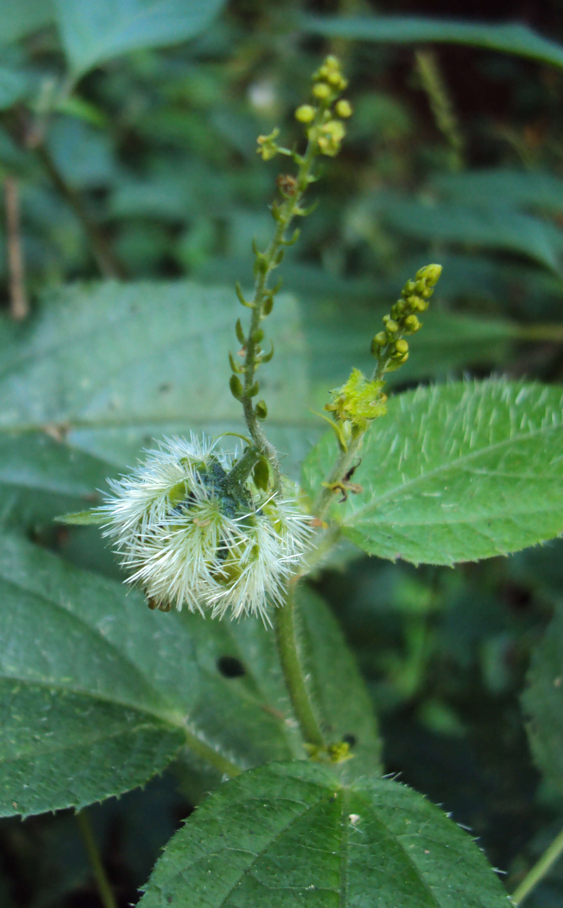 Image of Tragia involucrata L.