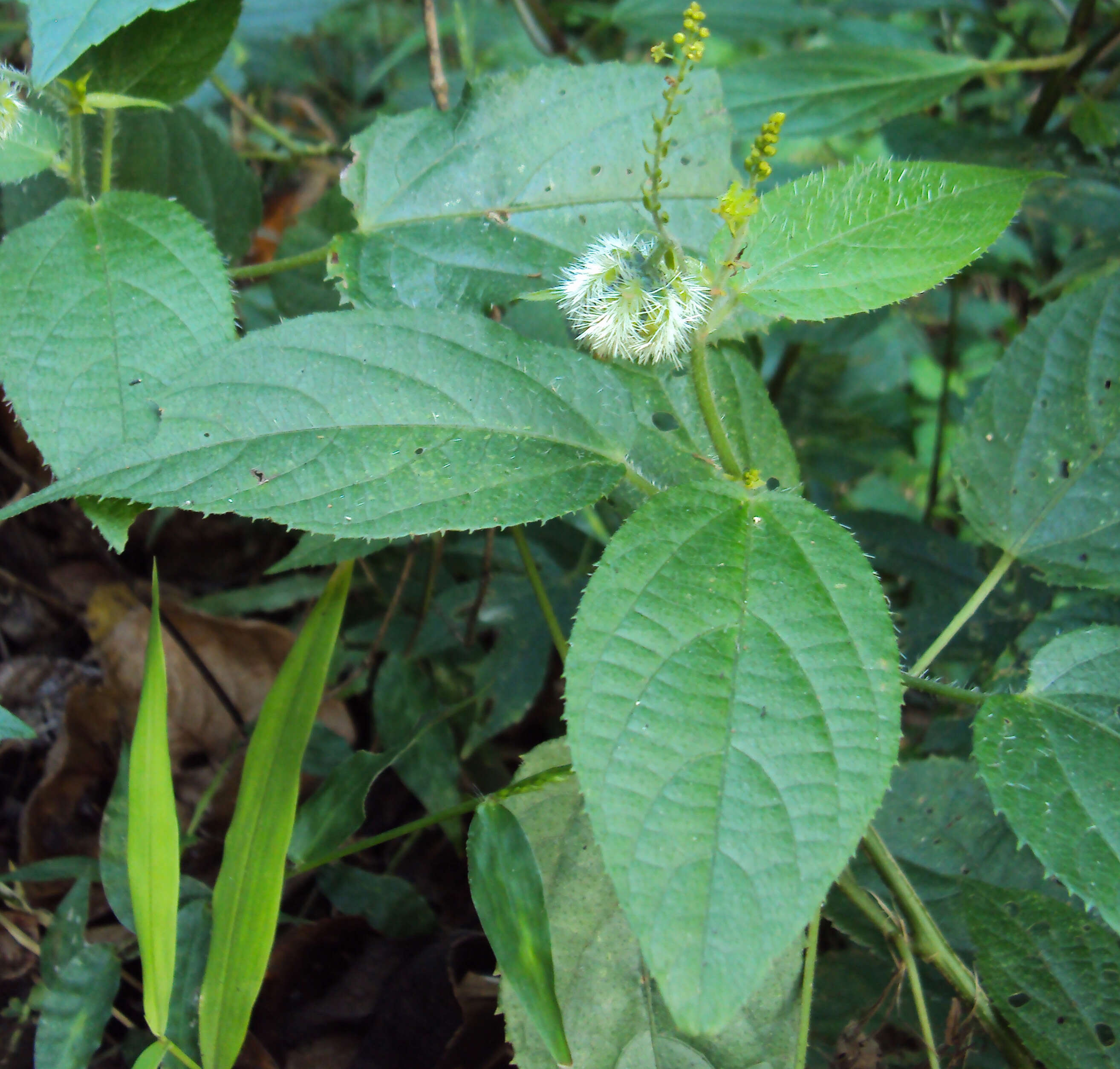 Image of Tragia involucrata L.