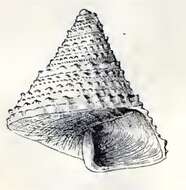 صورة Calliostoma orion Dall 1889