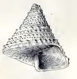 Image of Calliostoma orion Dall 1889