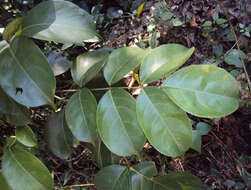 Image of Staphylea malabarica (Gamble)