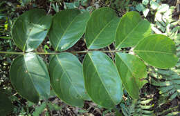 Image of Staphylea malabarica (Gamble)