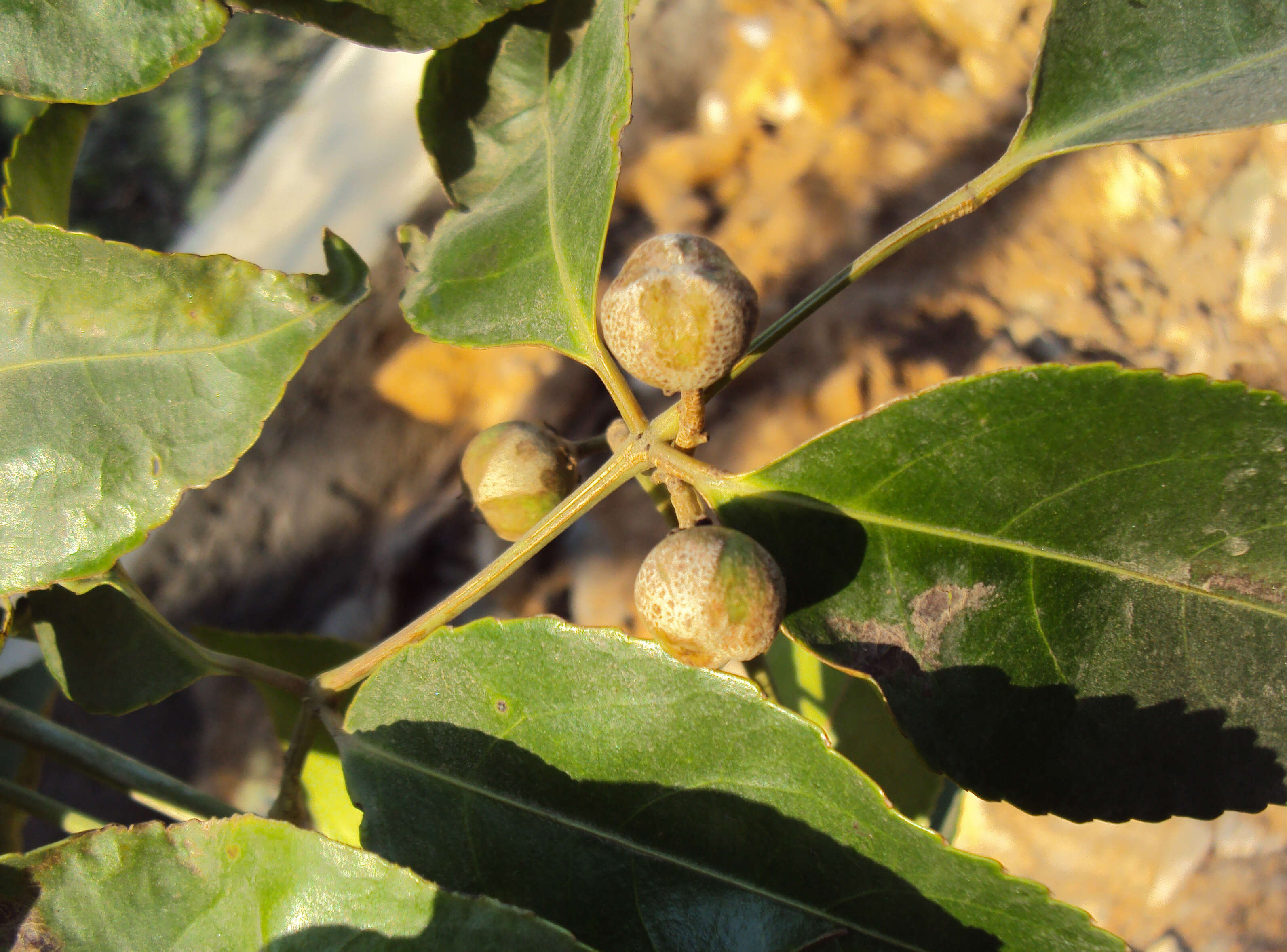 Image of Staphylea malabarica (Gamble)