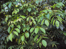 Image of Staphylea malabarica (Gamble)