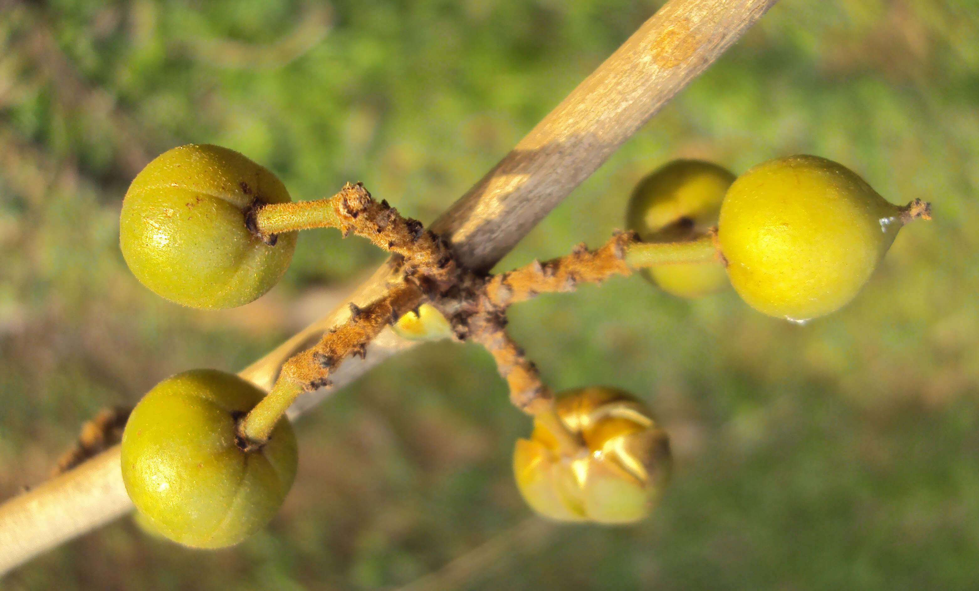 Plancia ëd Aporosa cardiosperma (Gaertn.) Merr.