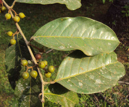 Image of Aporosa cardiosperma (Gaertn.) Merr.