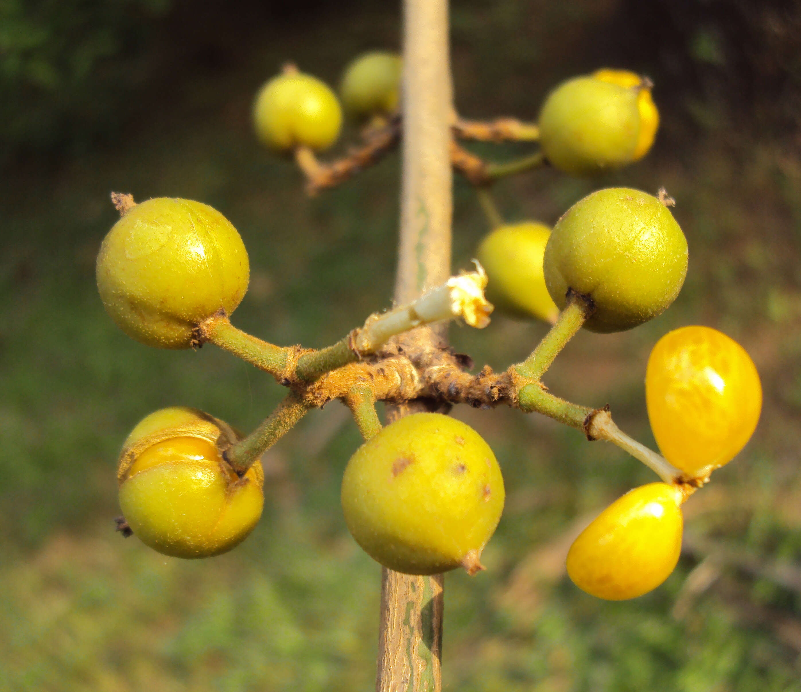 Sivun Aporosa cardiosperma (Gaertn.) Merr. kuva