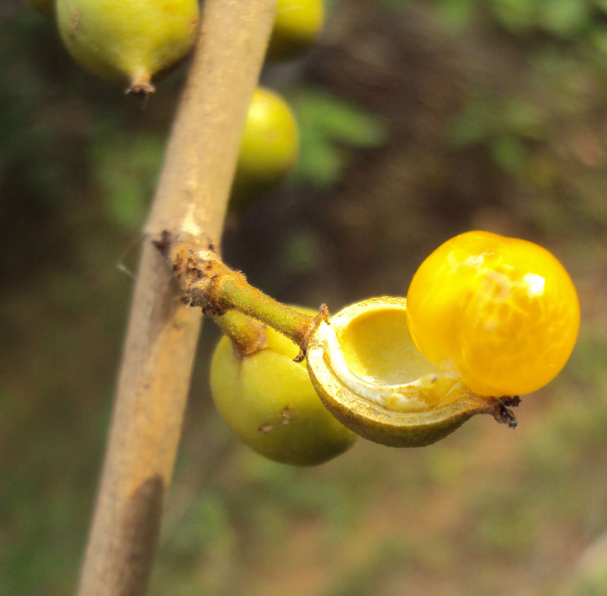 Plancia ëd Aporosa cardiosperma (Gaertn.) Merr.