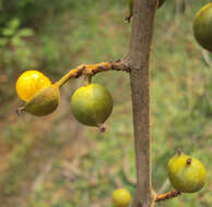 Plancia ëd Aporosa cardiosperma (Gaertn.) Merr.