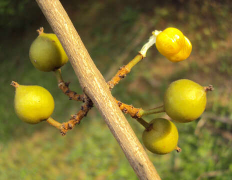 Plancia ëd Aporosa cardiosperma (Gaertn.) Merr.