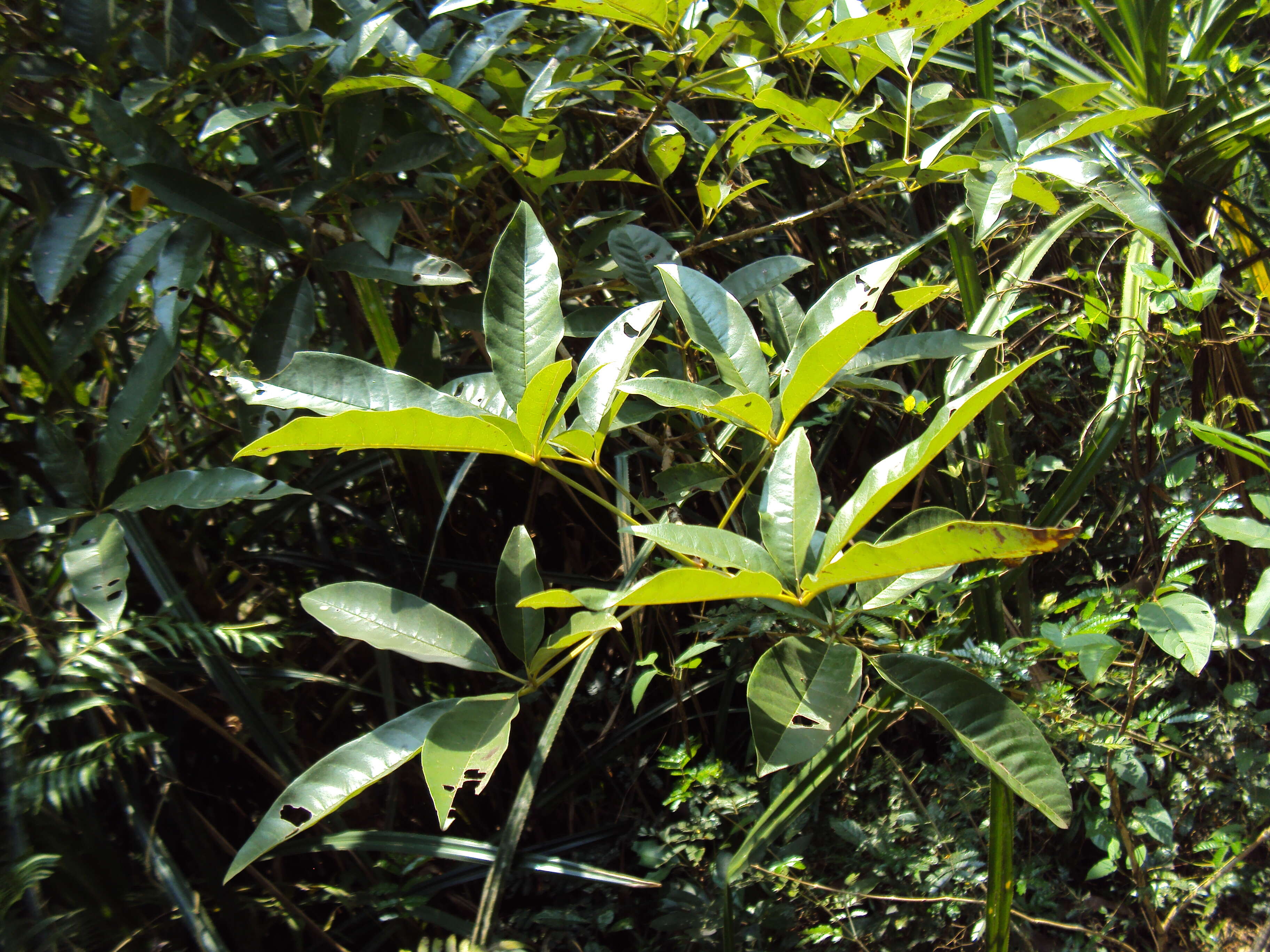 Image of Vitex leucoxylon L. fil.