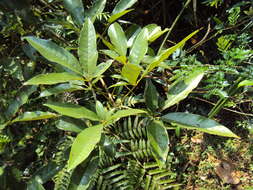 Image of Vitex leucoxylon L. fil.