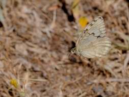 Image of Melanargia larissa Hübner 1827