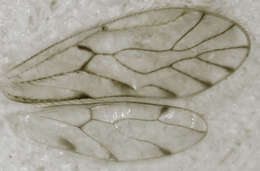 Image of Trichopsocus