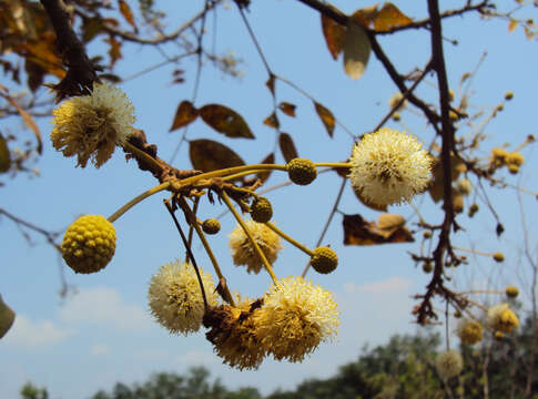 Слика од Xylia xylocarpa (Roxb.) Taub.