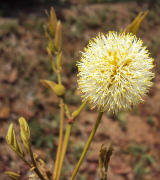 Image of Xylia xylocarpa (Roxb.) Taub.