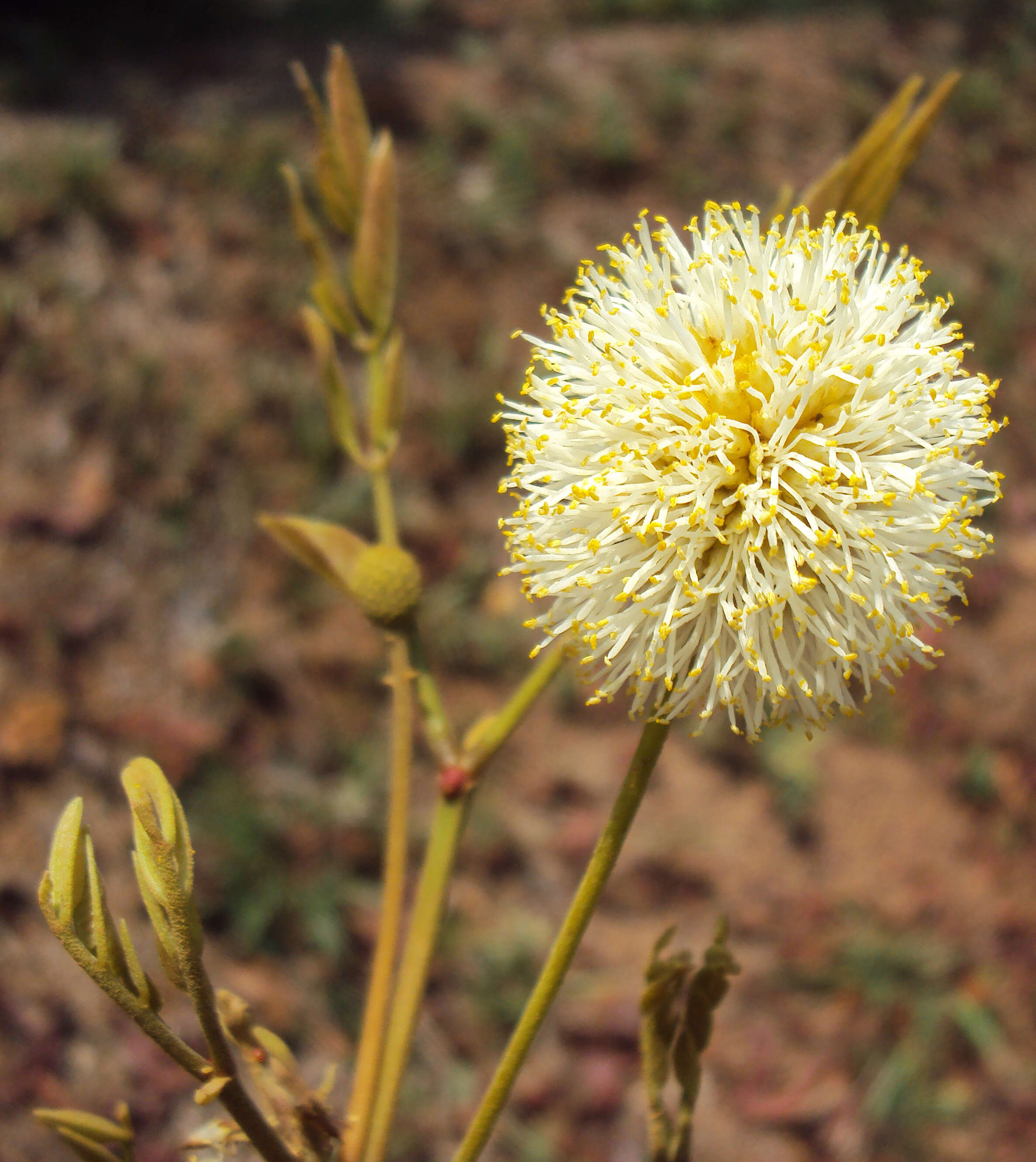 Слика од Xylia xylocarpa (Roxb.) Taub.