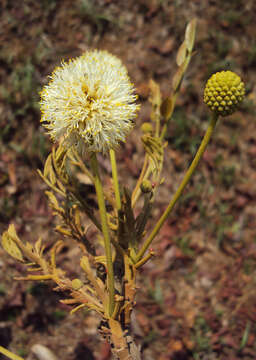 Слика од Xylia xylocarpa (Roxb.) Taub.