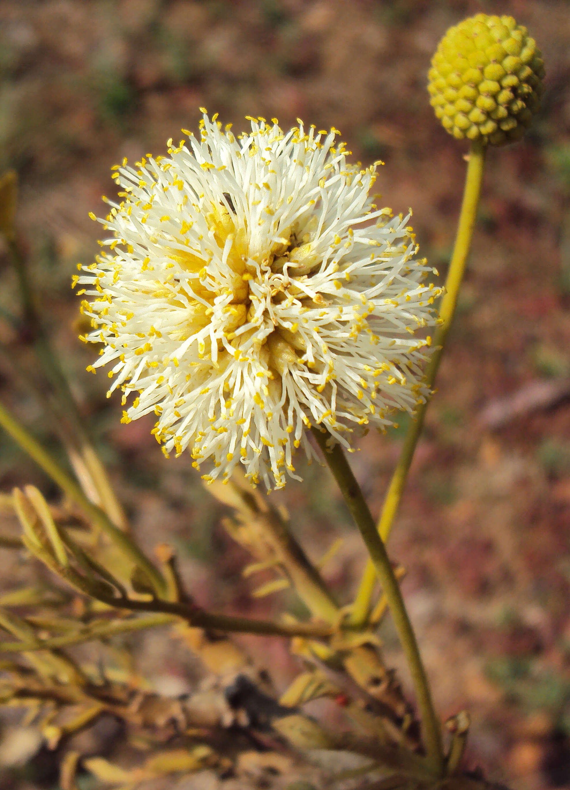 Plancia ëd Xylia xylocarpa (Roxb.) Taub.