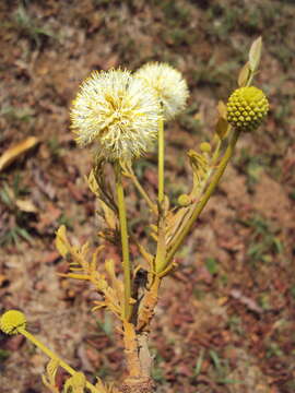 Слика од Xylia xylocarpa (Roxb.) Taub.