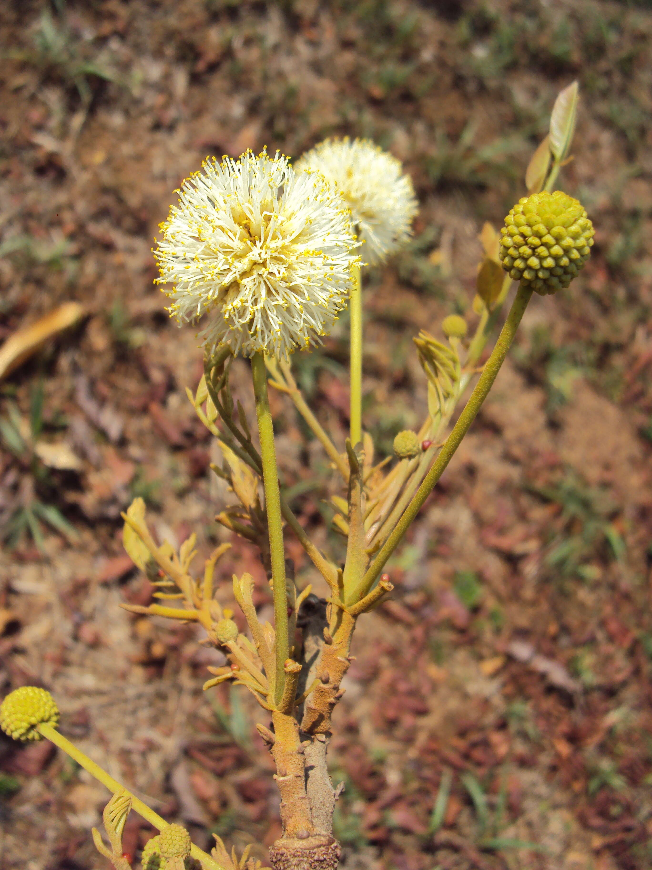 Plancia ëd Xylia xylocarpa (Roxb.) Taub.