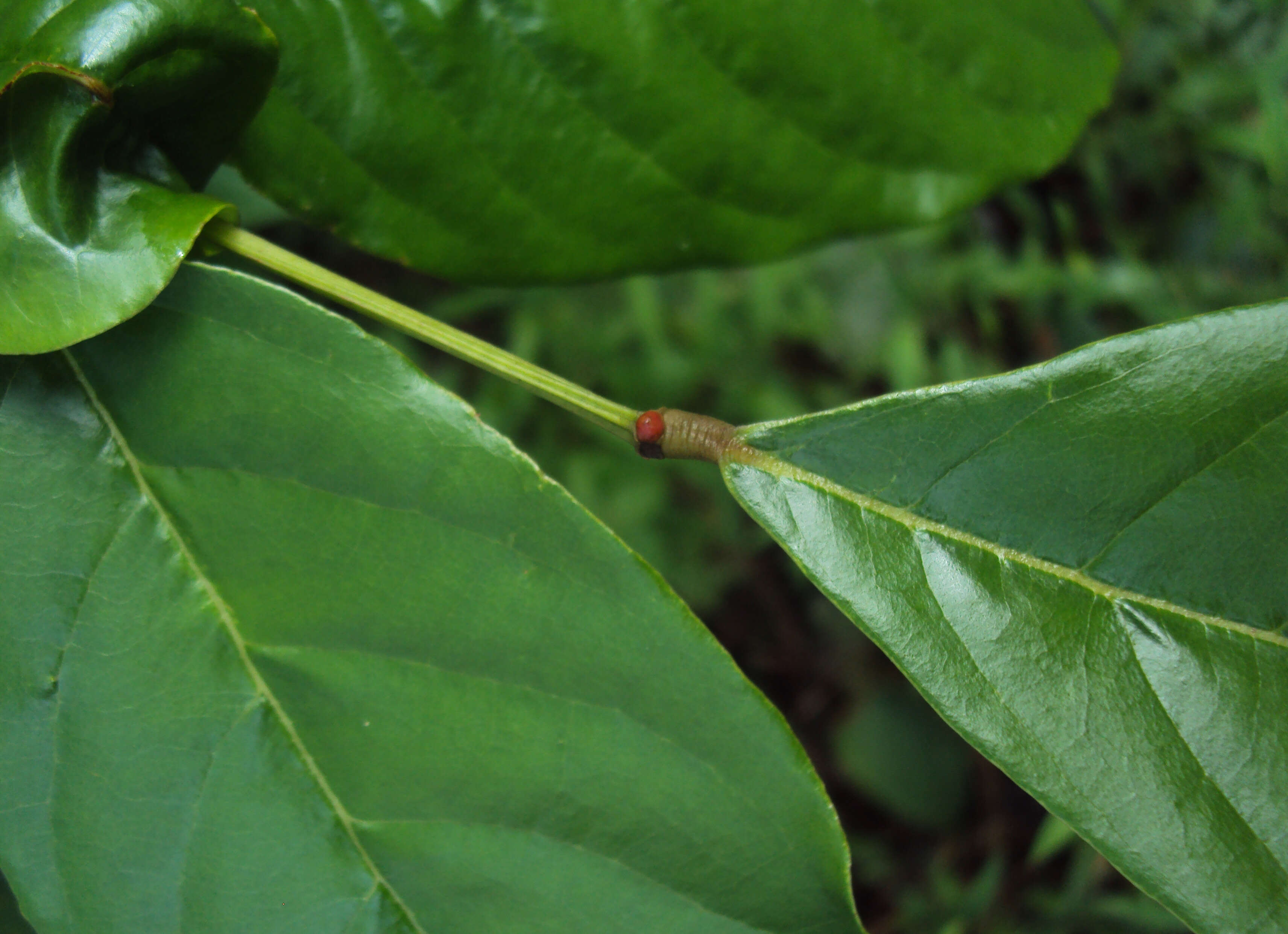 Plancia ëd Xylia xylocarpa (Roxb.) Taub.