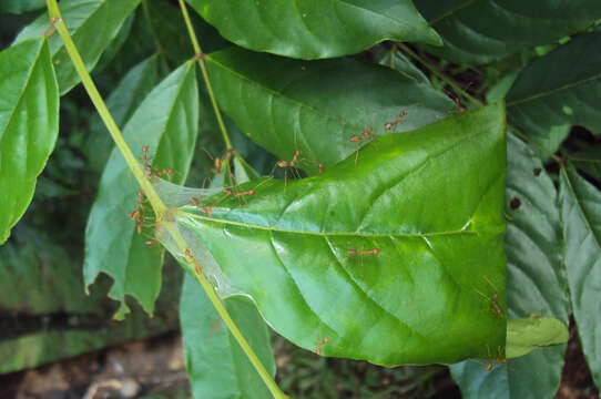 Слика од Xylia xylocarpa (Roxb.) Taub.