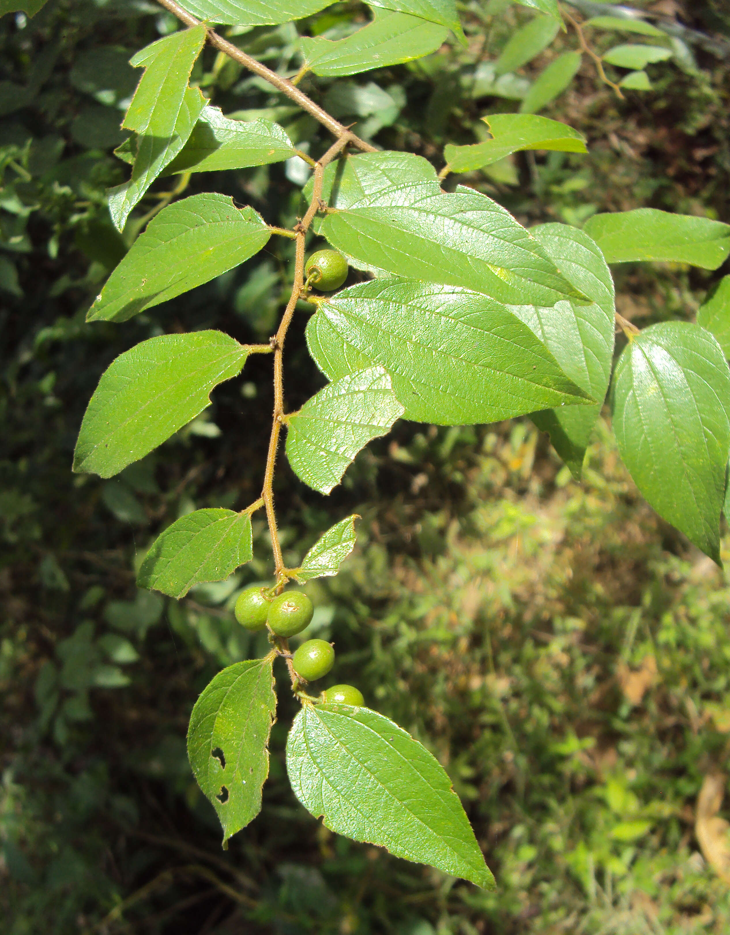 Imagem de Ziziphus oenopolia (L.) Mill.