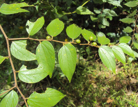 Imagem de Ziziphus oenopolia (L.) Mill.