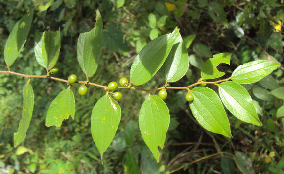 Imagem de Ziziphus oenopolia (L.) Mill.