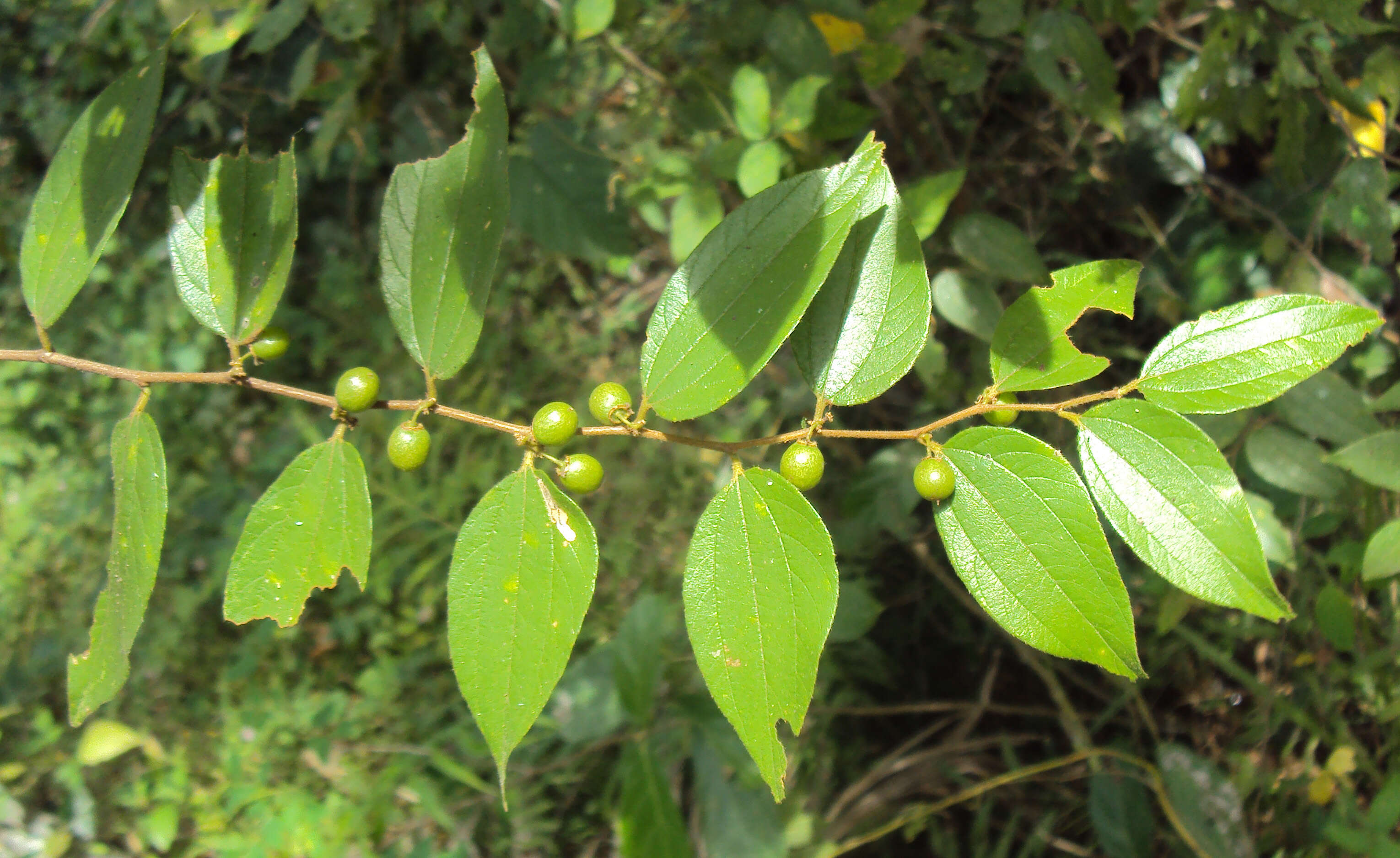 Image of Ziziphus oenopolia (L.) Mill.