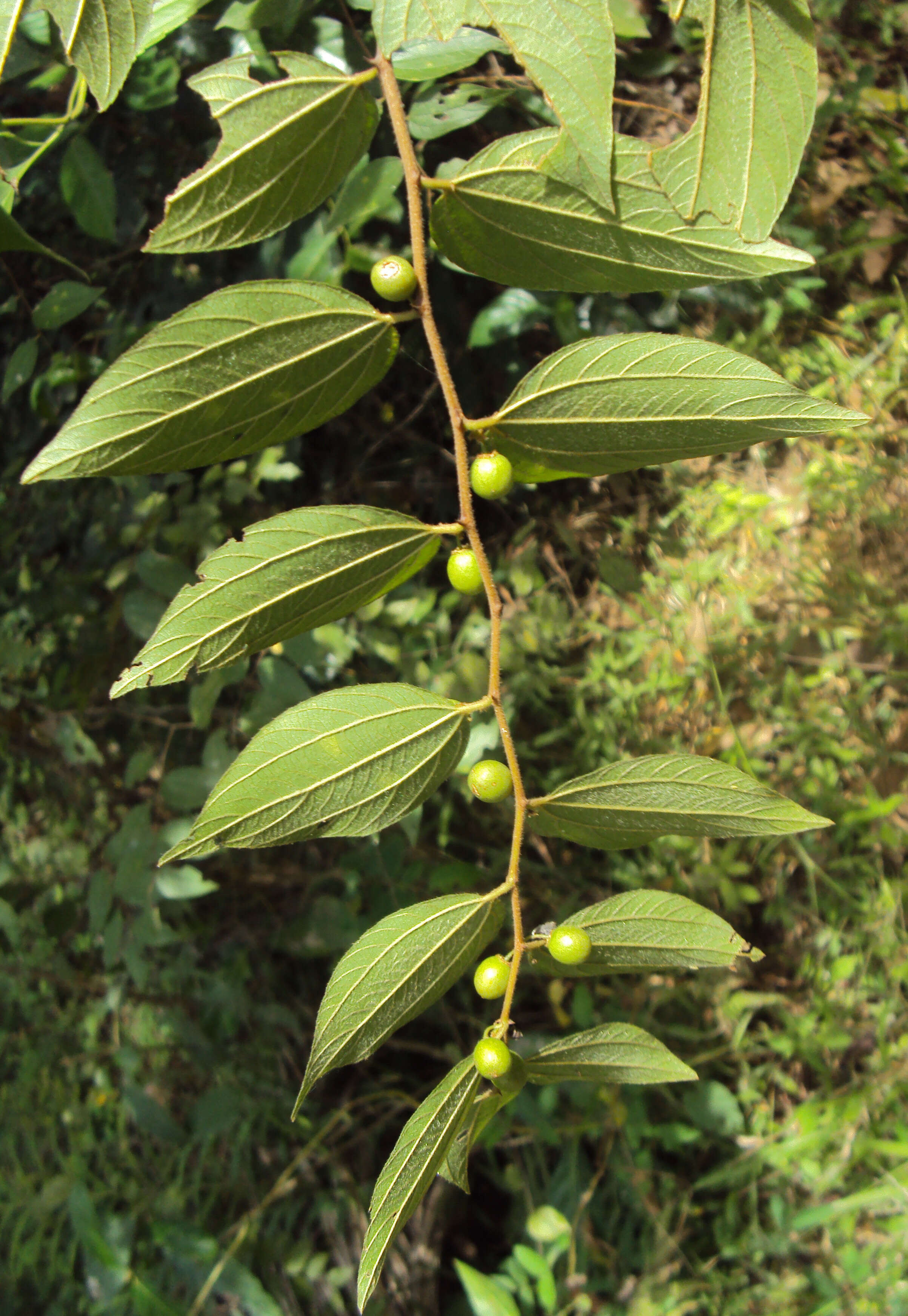 Imagem de Ziziphus oenopolia (L.) Mill.