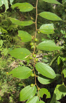 Imagem de Ziziphus oenopolia (L.) Mill.