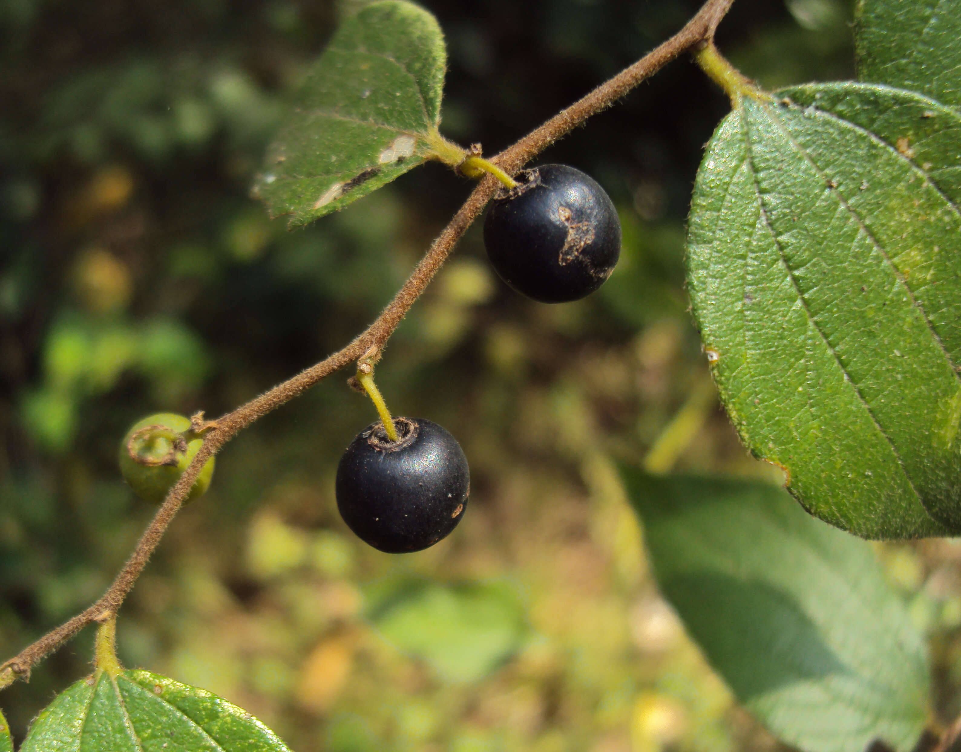 Image of Ziziphus oenopolia (L.) Mill.