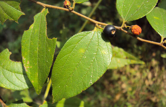 Imagem de Ziziphus oenopolia (L.) Mill.