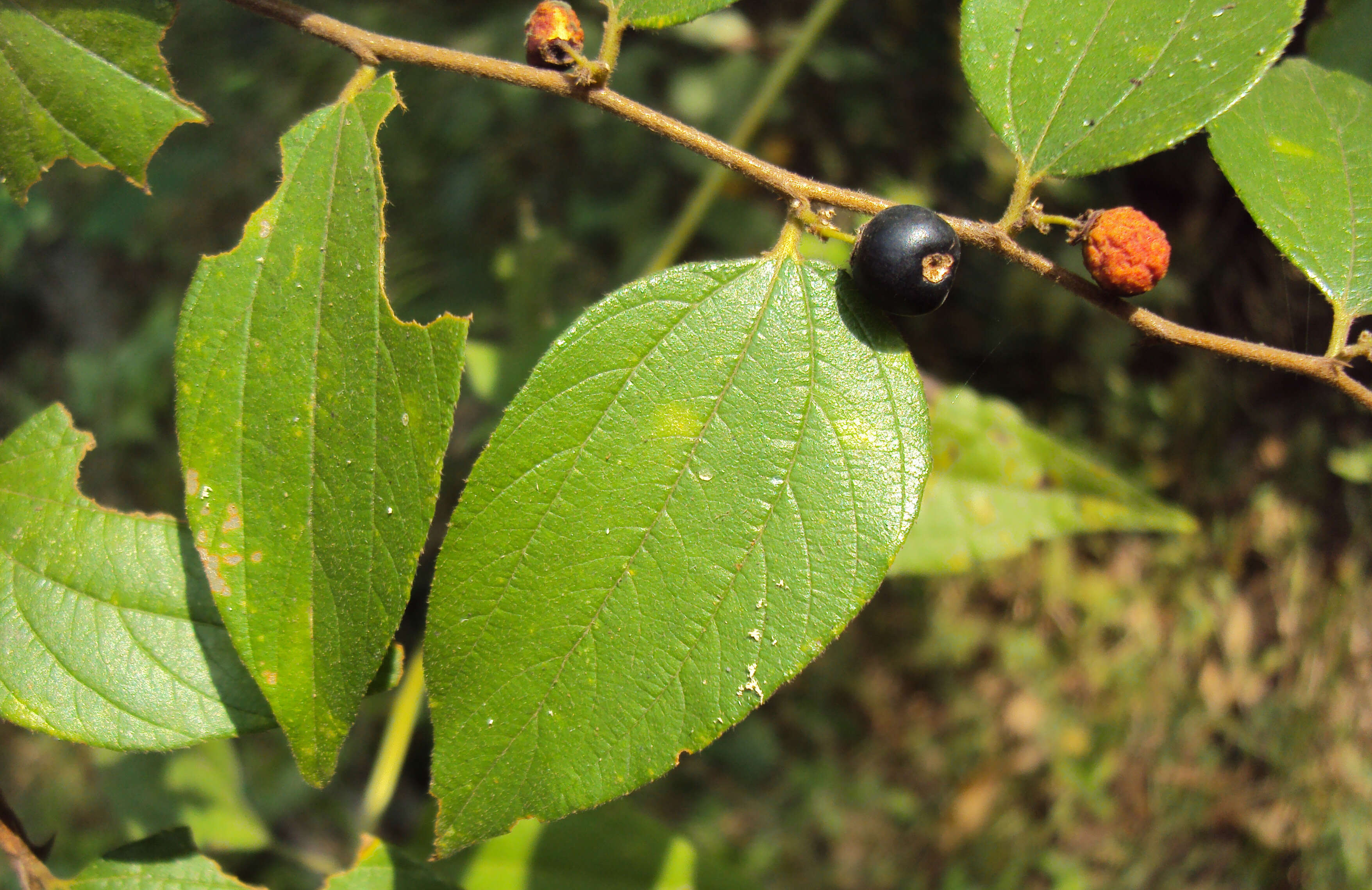 Image of Ziziphus oenopolia (L.) Mill.