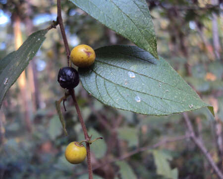 Image of Ziziphus oenopolia (L.) Mill.