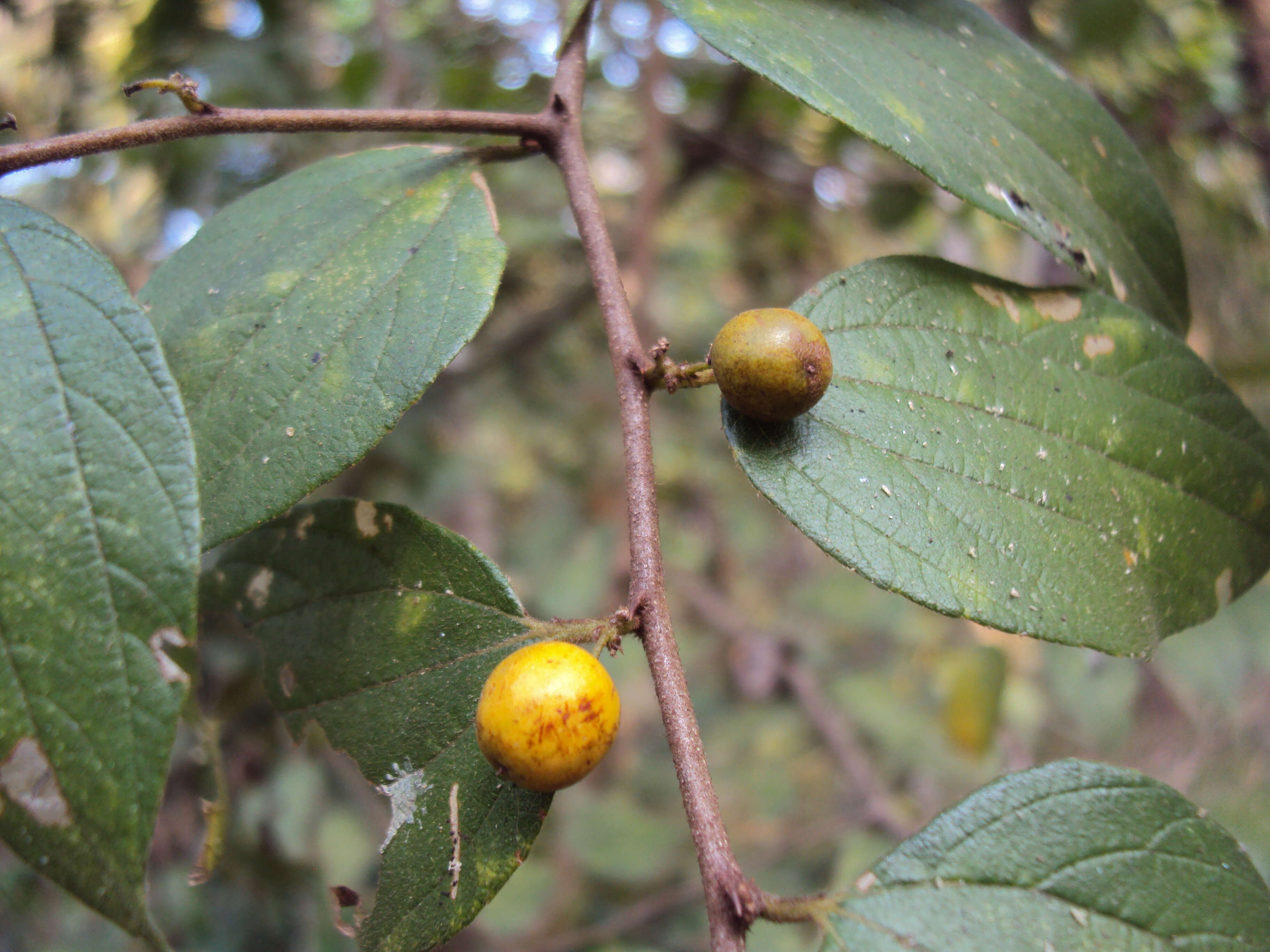 Image of Ziziphus oenopolia (L.) Mill.