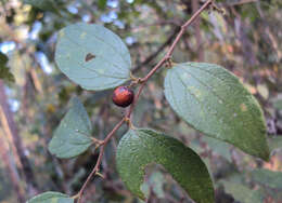 Image of Ziziphus oenopolia (L.) Mill.