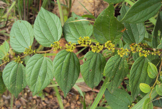 Imagem de Ziziphus oenopolia (L.) Mill.