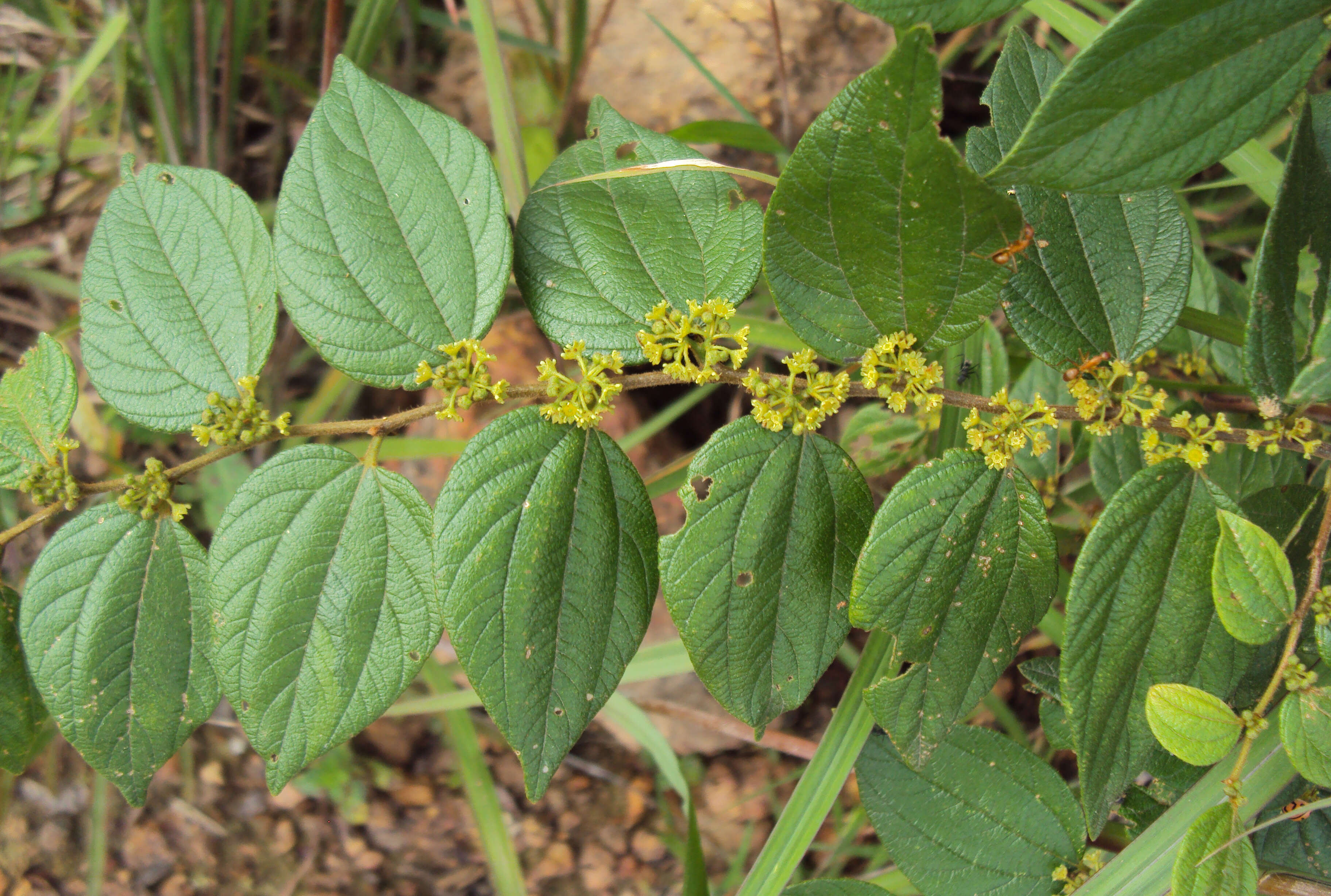 Image of Ziziphus oenopolia (L.) Mill.