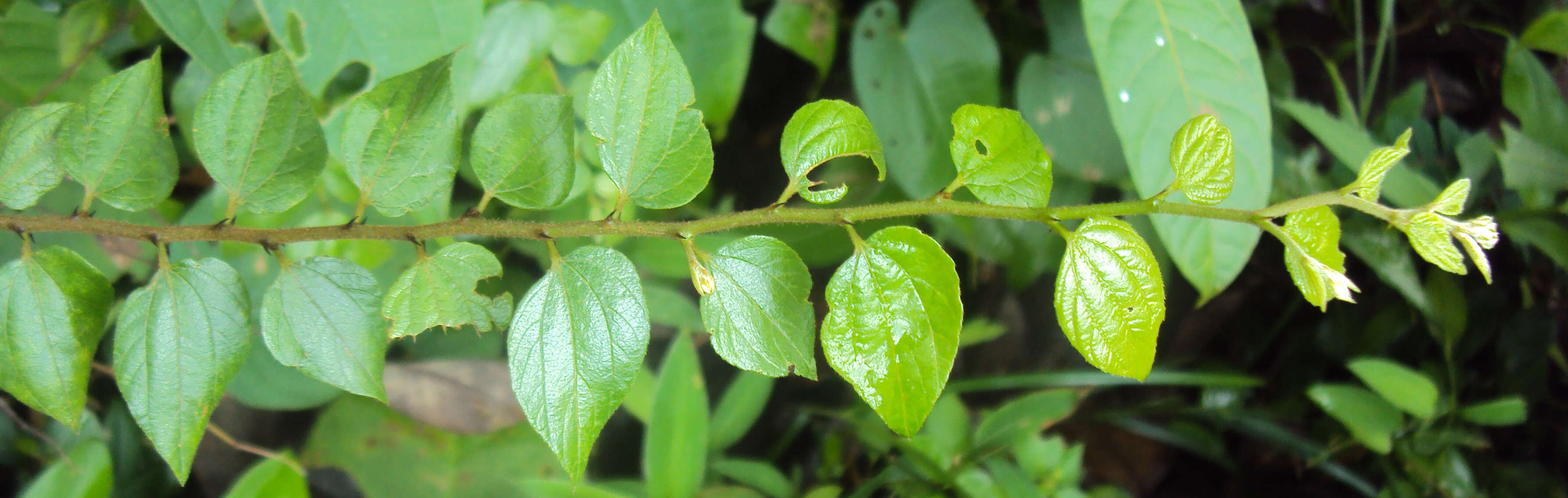 Image of Ziziphus oenopolia (L.) Mill.